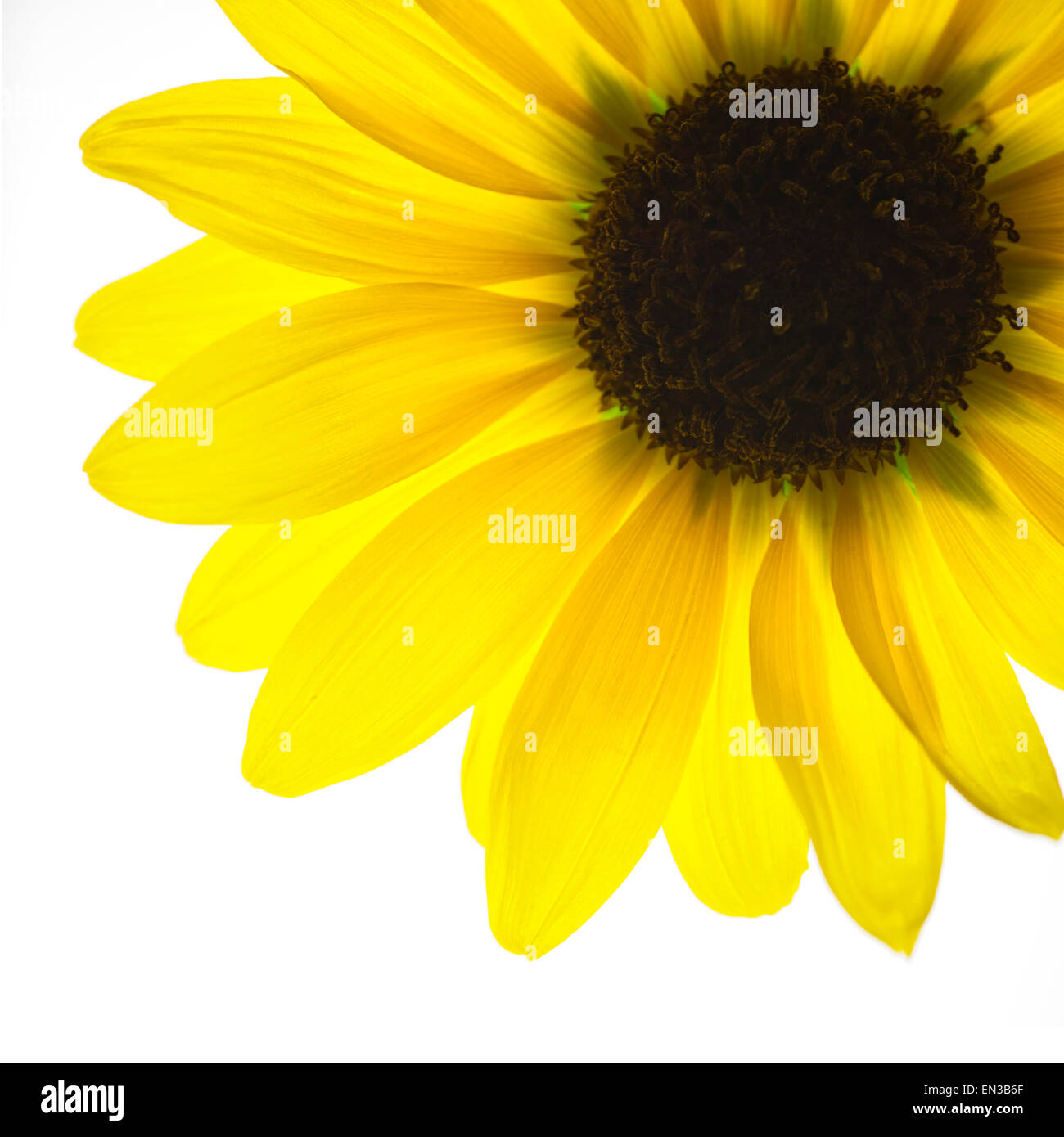 Gelbe Blume auf weißem Hintergrund Stockfoto