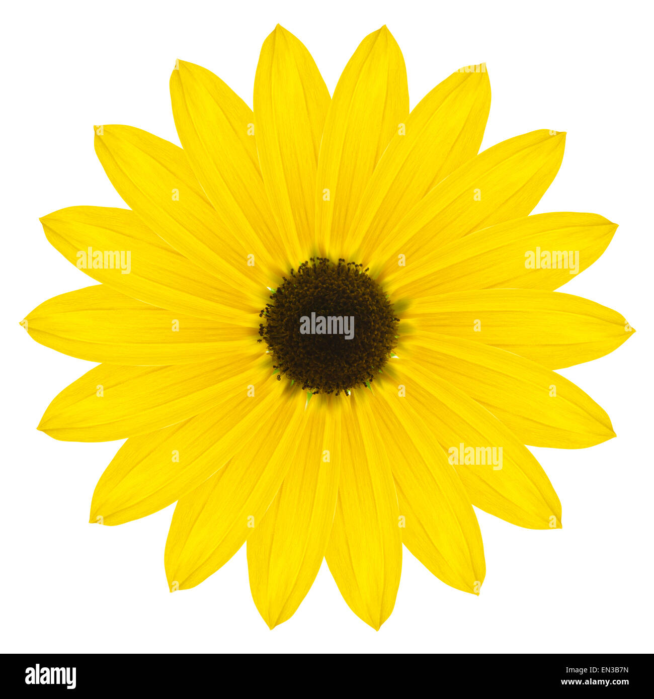 Gelbe Blume auf weißem Hintergrund Stockfoto