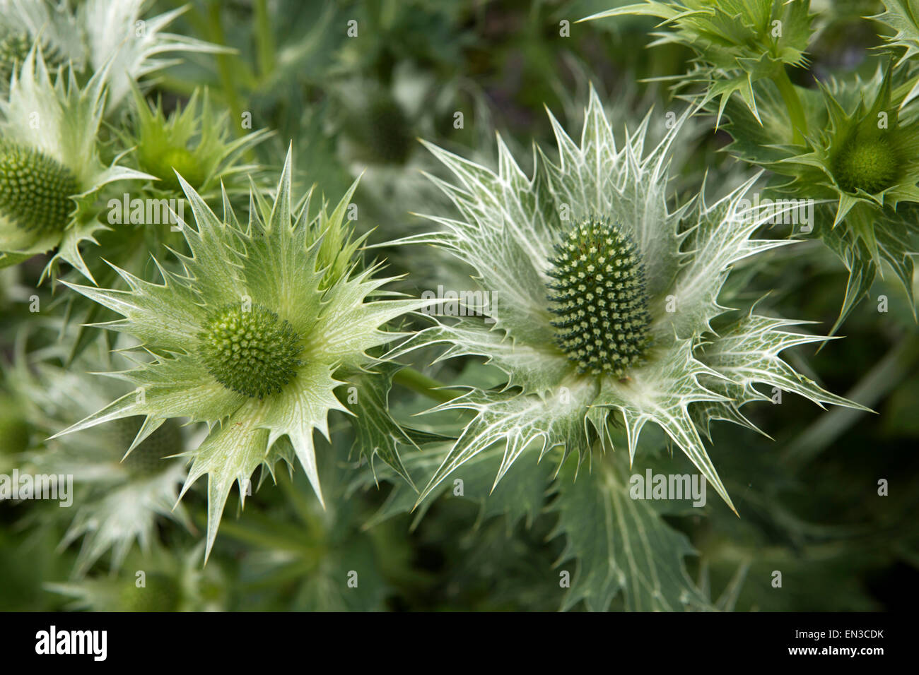 Großbritannien, England, Somerset, Cheddon Fitzpaine, Hestercombe Gärten, Disteln Stockfoto