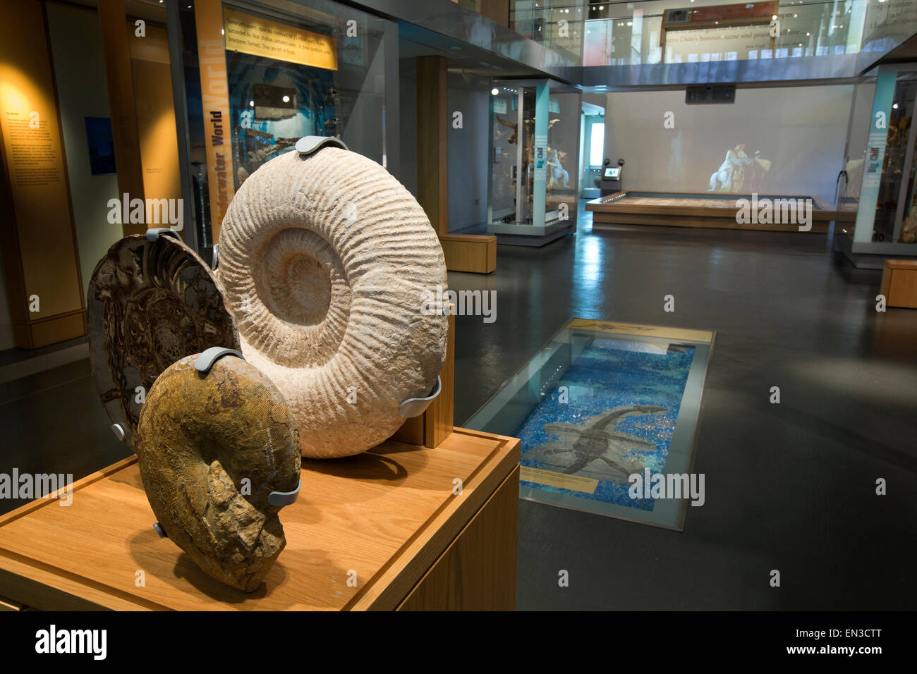 Großbritannien, England, Somerset, Taunton, Schlossmuseum, archäologische Exponate Stockfoto