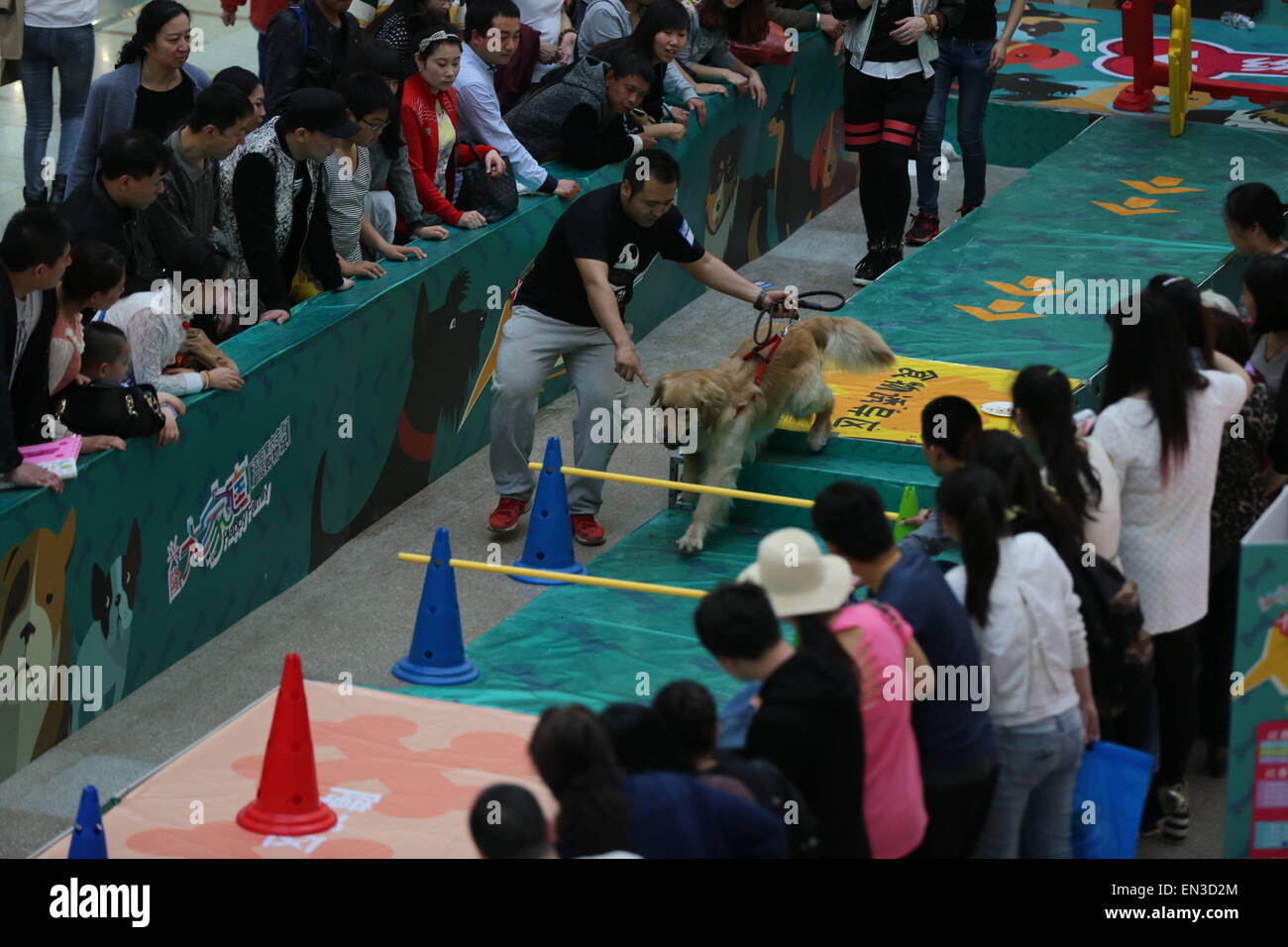 Shenyang, Liaoning, CHN. 25. April 2015. Shenyang, CHINA - 25. April 2015: (Nur zur redaktionellen Verwendung. CHINA aus) '' laufen Hunde '' Wettbewerb findet in einem Einkaufszentrum. Fast 100 Hunde teilnehmen am Wettbewerb. Jeder Hund wird um Hindernisse auf einer bestimmten Strecke von seinem Besitzer geführt. © SIPA Asien/ZUMA Draht/Alamy Live-Nachrichten Stockfoto
