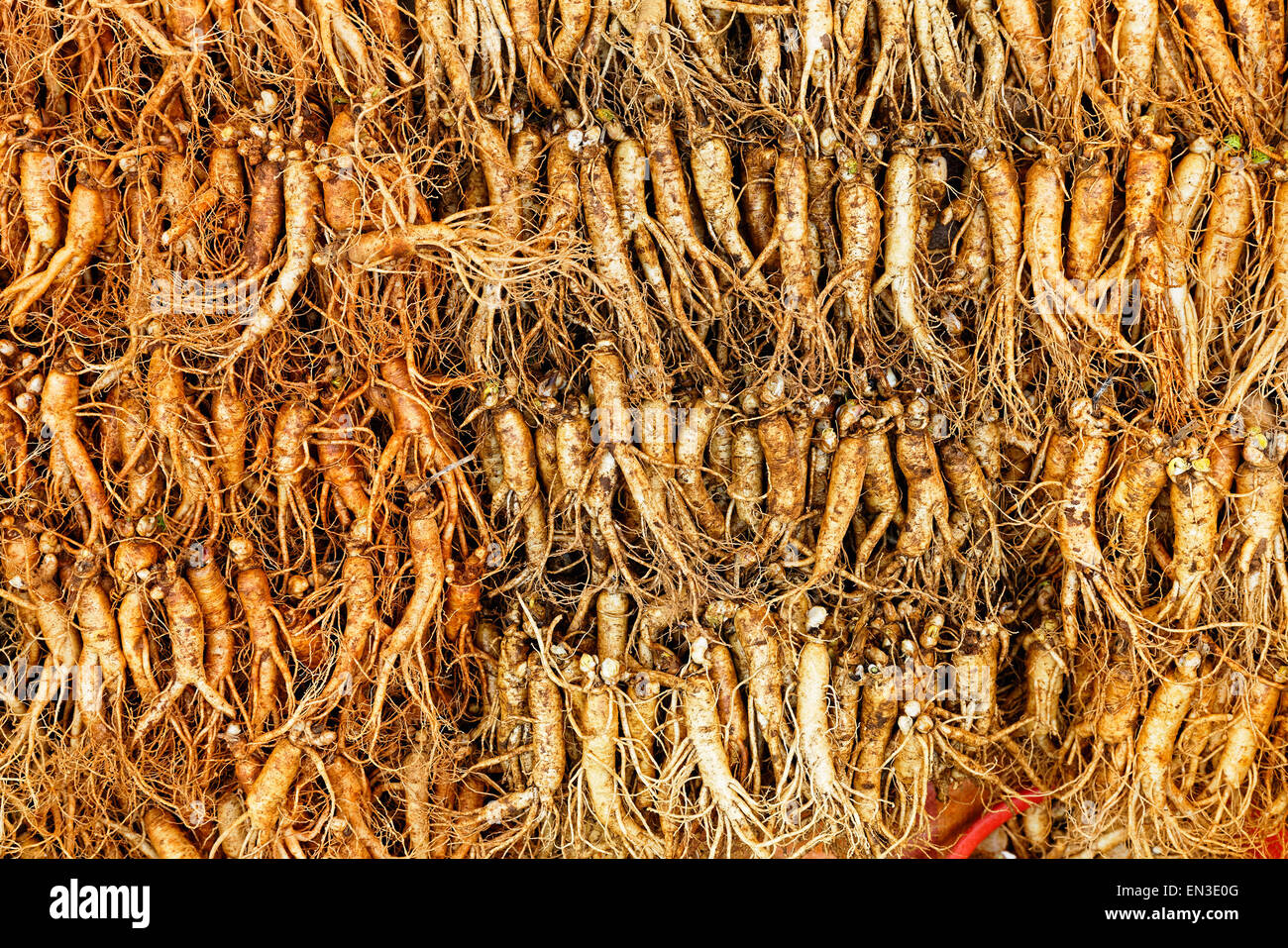 Menge der echten Ginseng aus Norden der Republik Korea. Stockfoto
