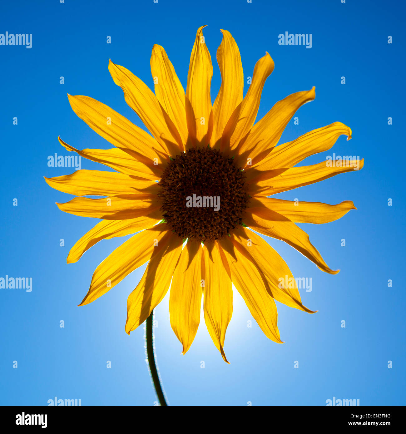 Nahaufnahme eines gelben Sonnenblume auf blauem Hintergrund, Studioaufnahme Stockfoto