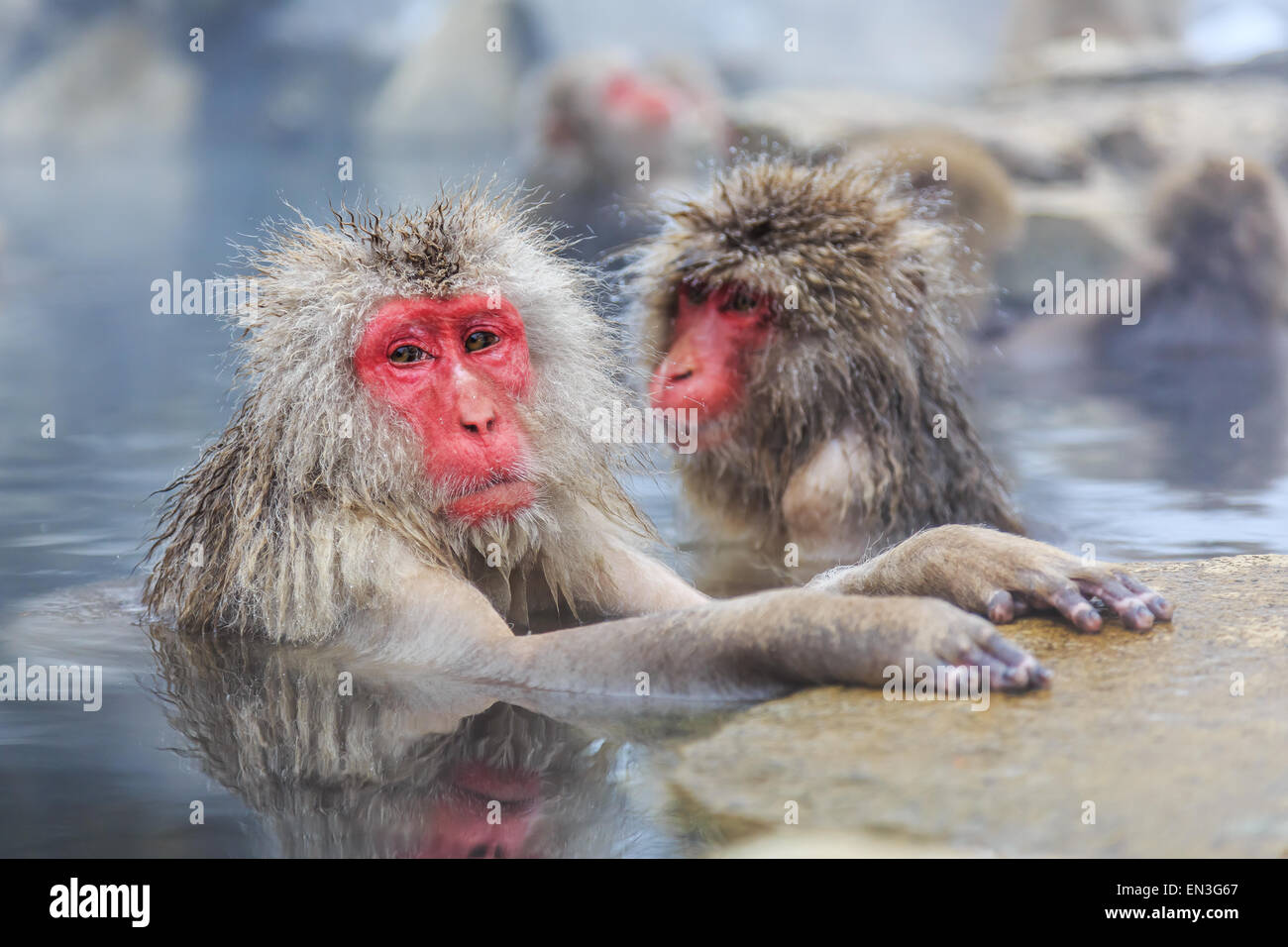Affen in einem natürlichen Onsen (heiße Quelle), befindet sich in Jigokudani Park, Yudanaka Schnee. Nagano, Japan. Stockfoto