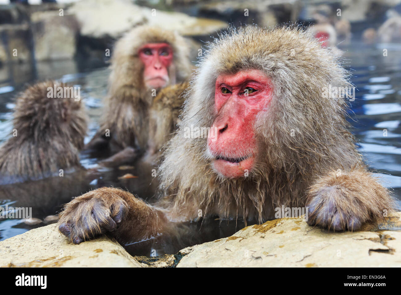 Affen in einem natürlichen Onsen (heiße Quelle), befindet sich in Jigokudani Park, Yudanaka Schnee. Nagano, Japan. Stockfoto