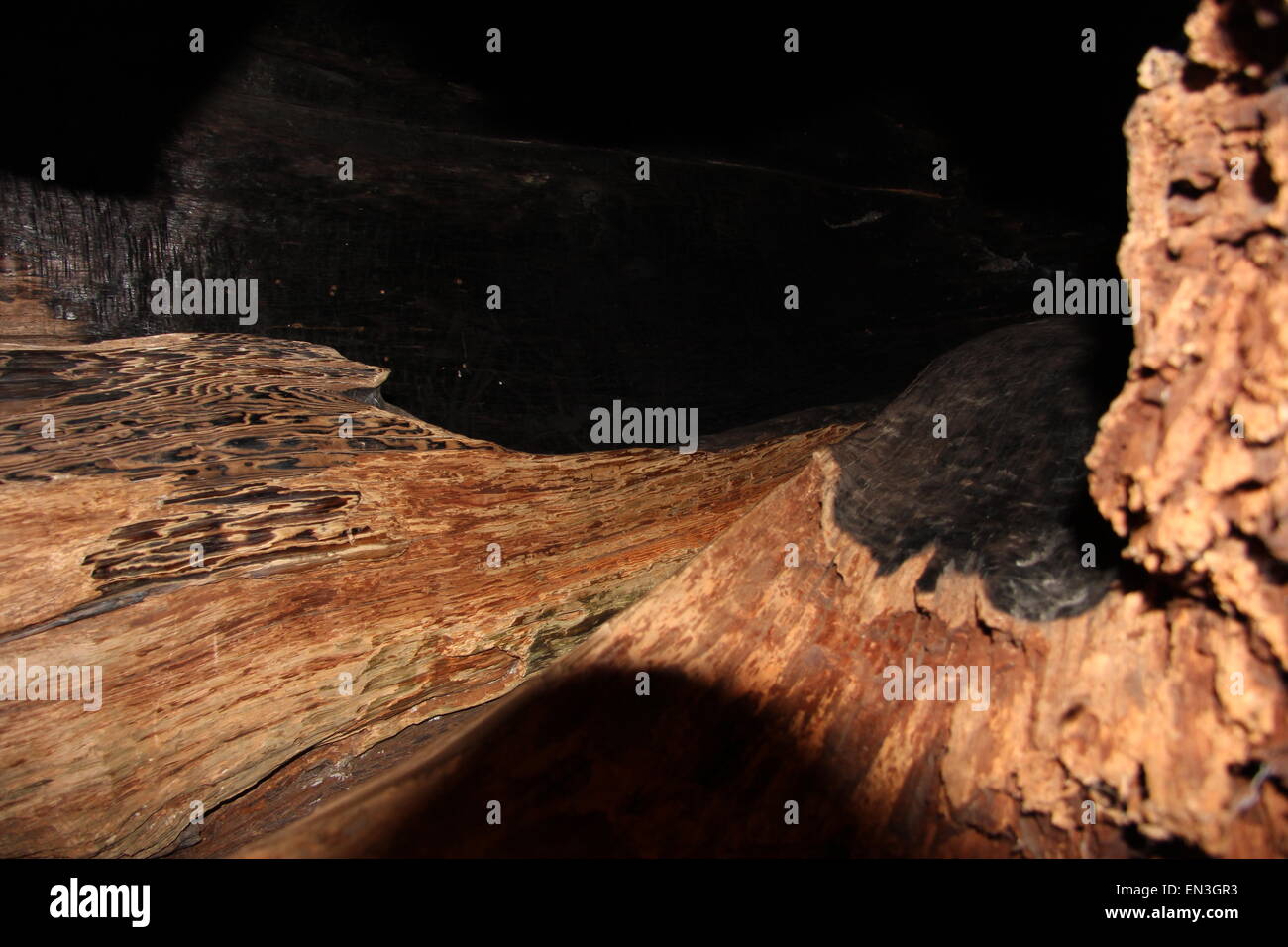 Holzmaserung und Struktur aufspalten Stockfoto