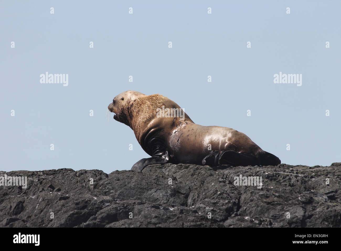 Sea Lion Vancouver island Stockfoto