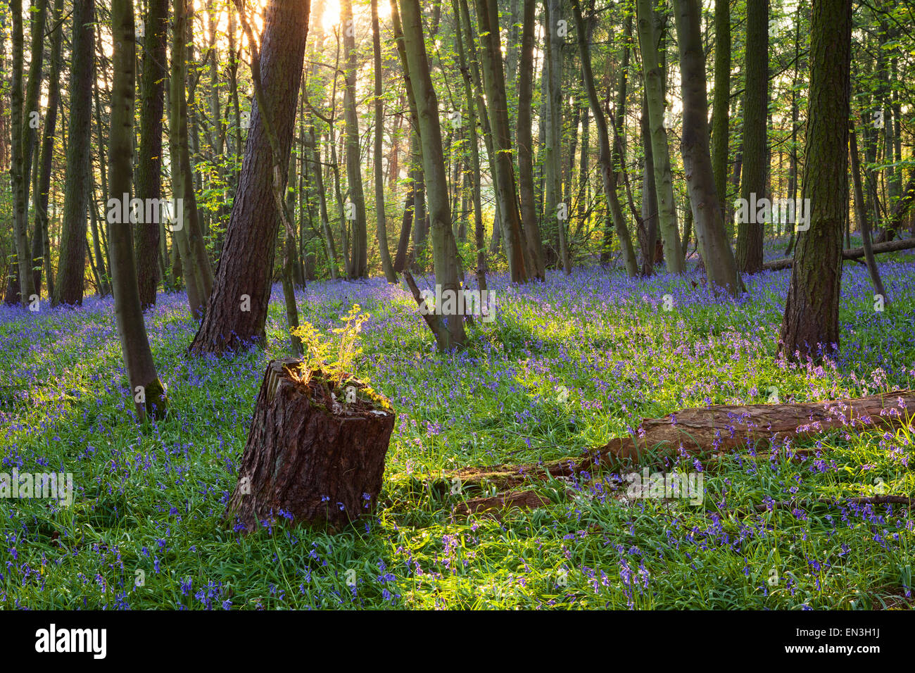 Brumby Holz, Scunthorpe, North Lincolnshire, UK. Frühling, April 2015. Stockfoto
