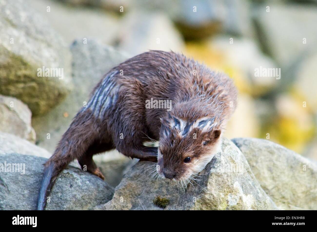 Niedliche kleine Otter auf dem Felsen. Stockfoto