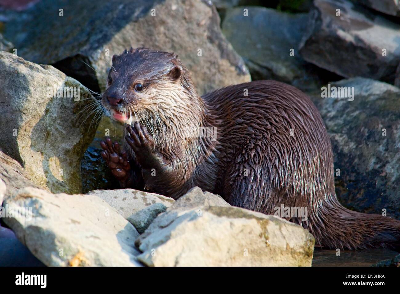 Vom Aussterben bedrohte kleine krallte Otter sitzt zwischen Felsen Stockfoto