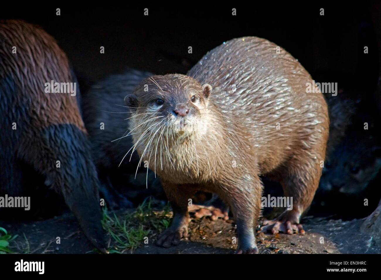 Vom Aussterben bedrohte kleine Otter steht vor seiner Burrow. Stockfoto