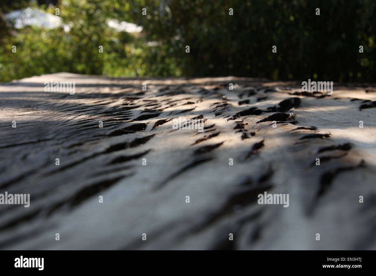 Holzmaserung und Struktur aufspalten Stockfoto