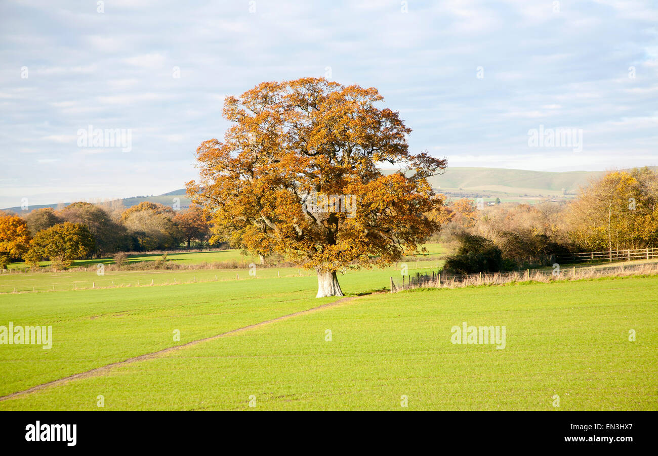 Orange braun Eiche mit Herbst Blätter Woodborough, Wiltshire, England, UK Stockfoto