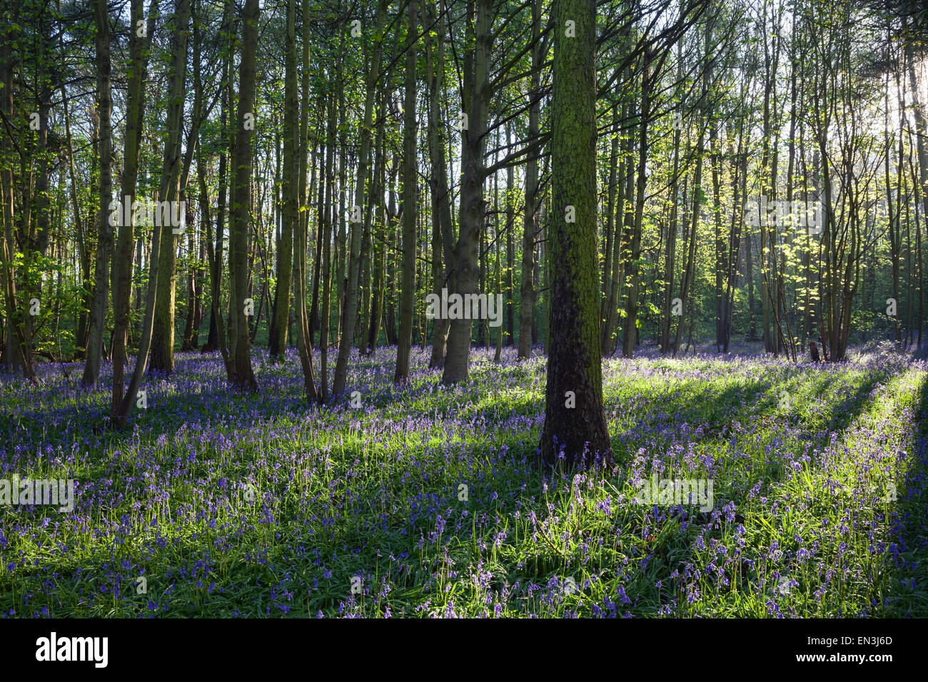 Brumby Holz, Scunthorpe, North Lincolnshire, UK. Frühling, April 2015. Stockfoto