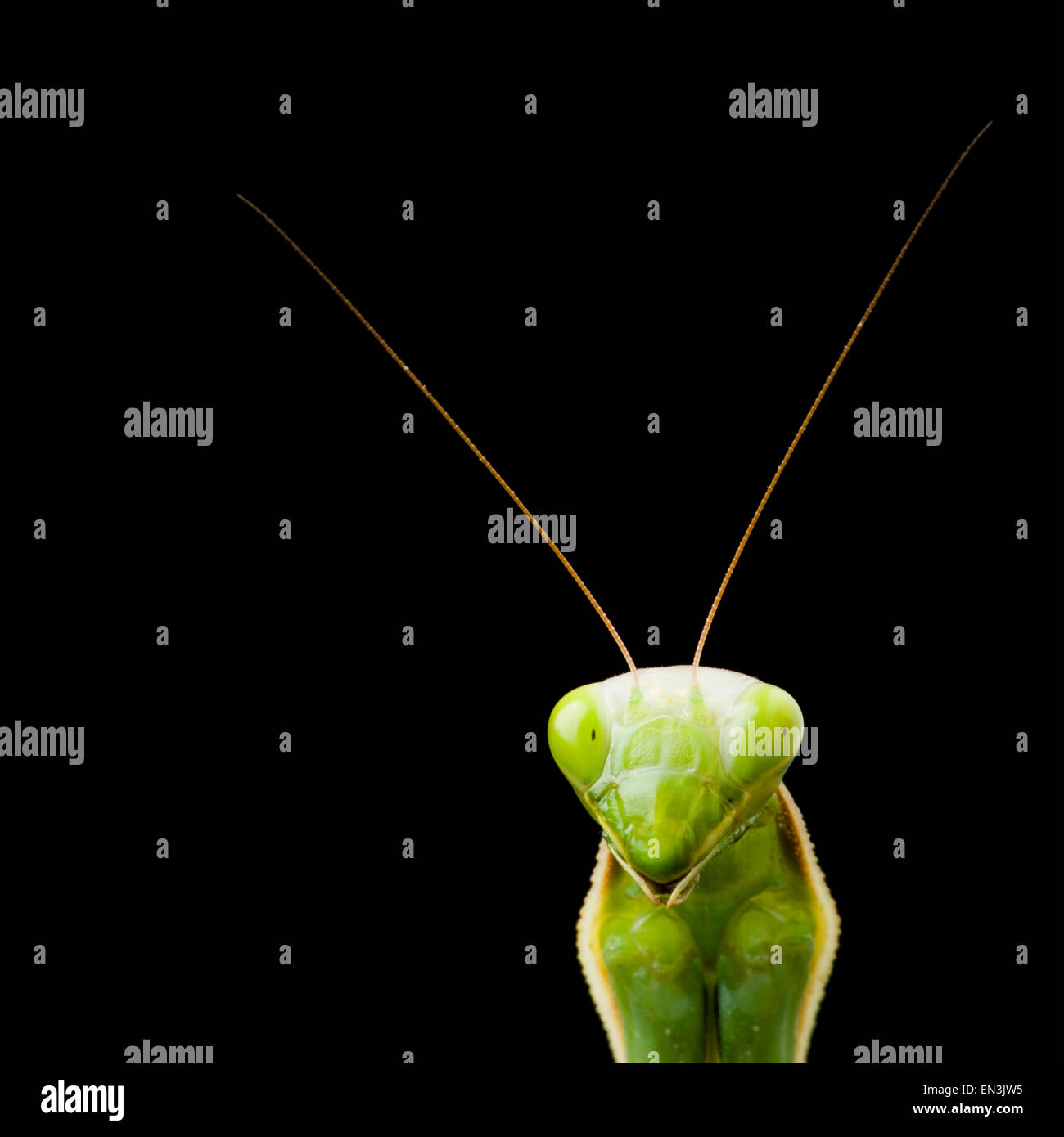 Praying Mantis vor schwarzem Hintergrund Stockfoto