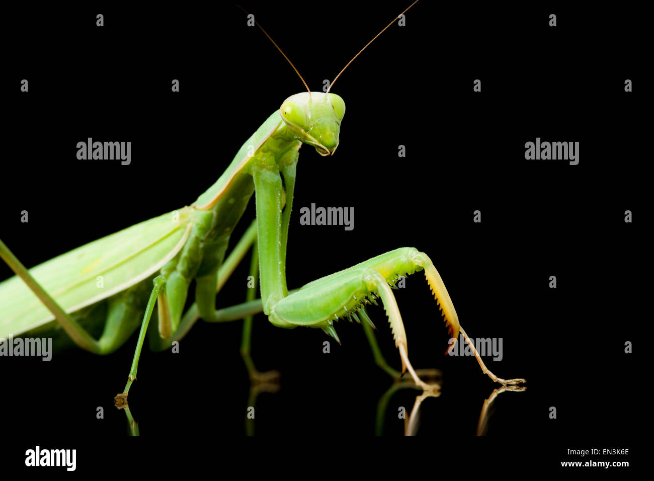 Praying Mantis vor schwarzem Hintergrund Stockfoto