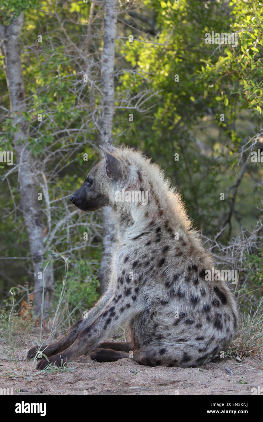 Gefleckte Hyäne Afrika Stockfoto