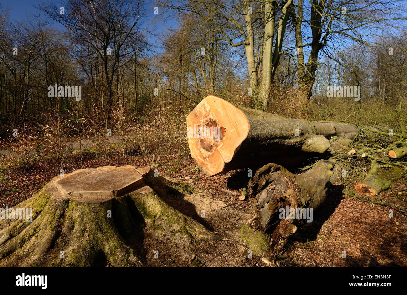 Gefällte Baum in Savernake Wald. Stockfoto