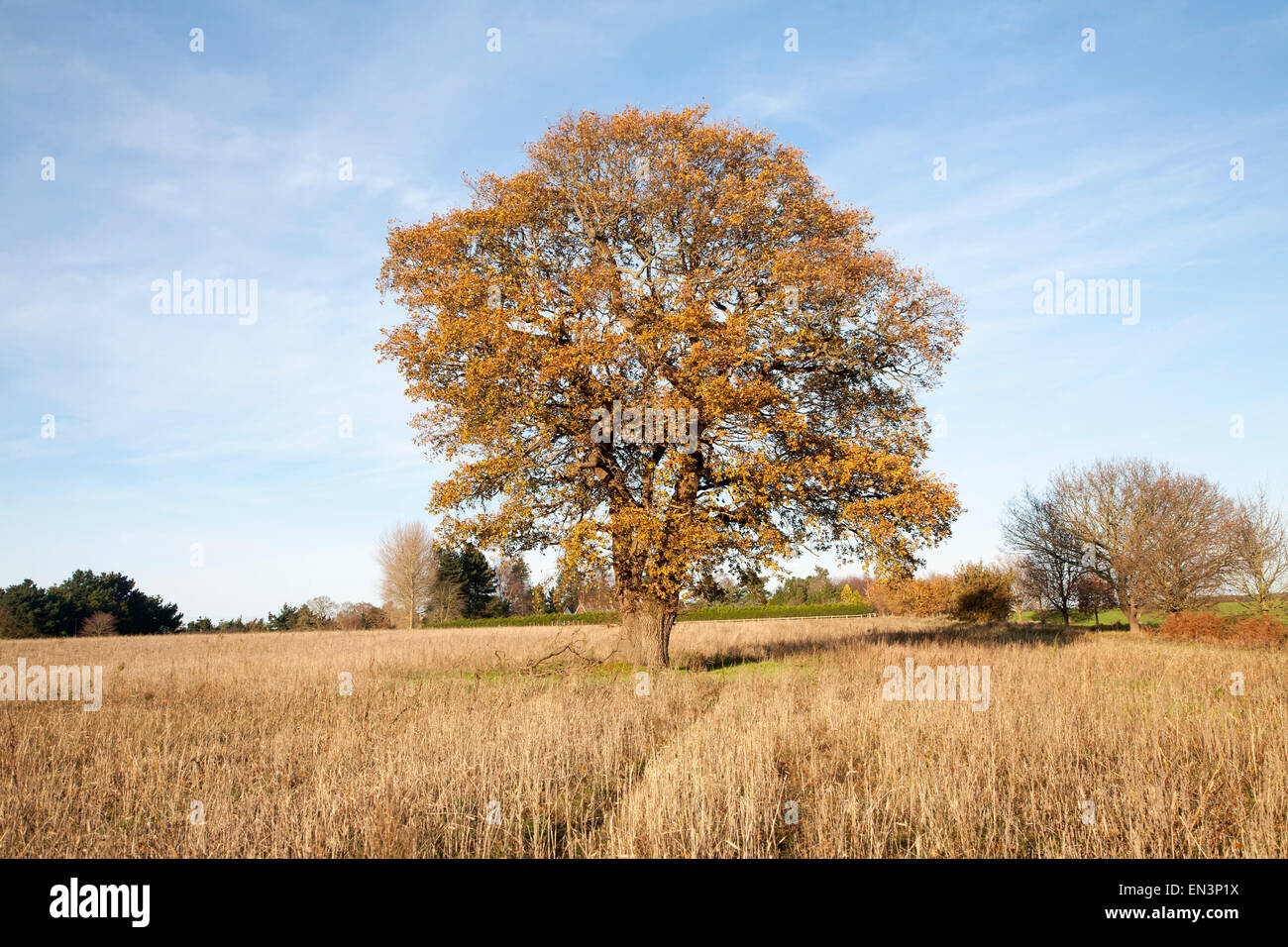 Einzelne Eiche Baum steht in einem Feld im Winter, Wantisden, Suffolk, England, UK Stockfoto
