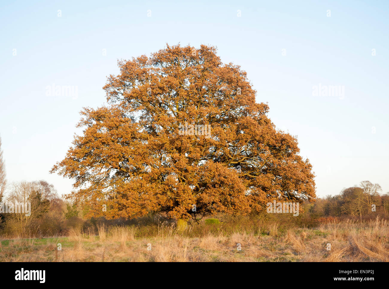 Einzelne Eiche Baum steht in einem Feld im Winter, Sutton, Suffolk, England, UK Stockfoto