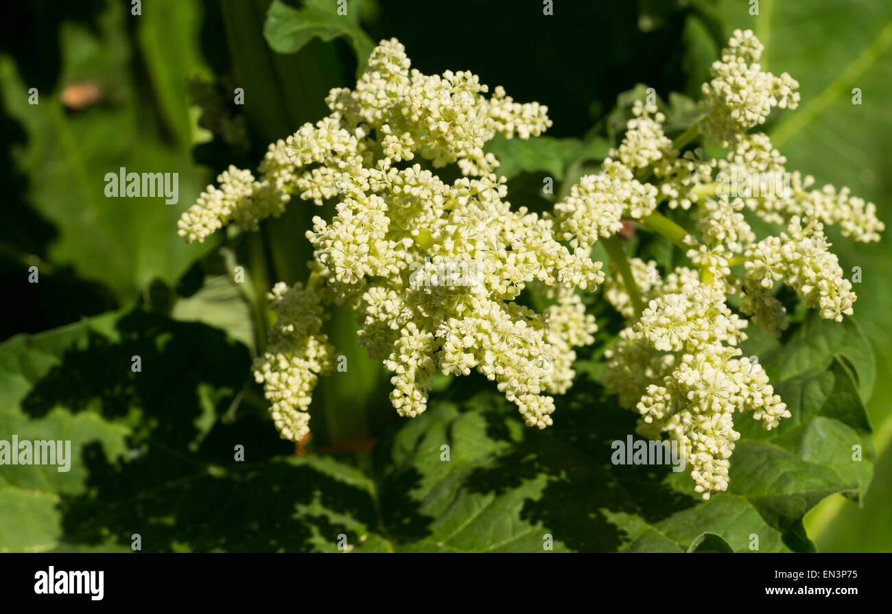 Blumen und Blätter von Rhabarber Stockfoto