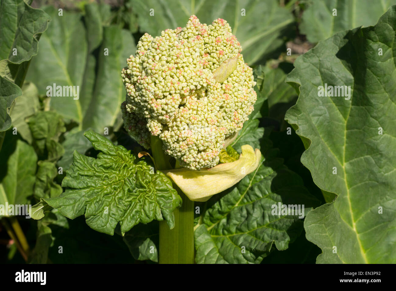 Blumen und Blätter von Rhabarber Stockfoto