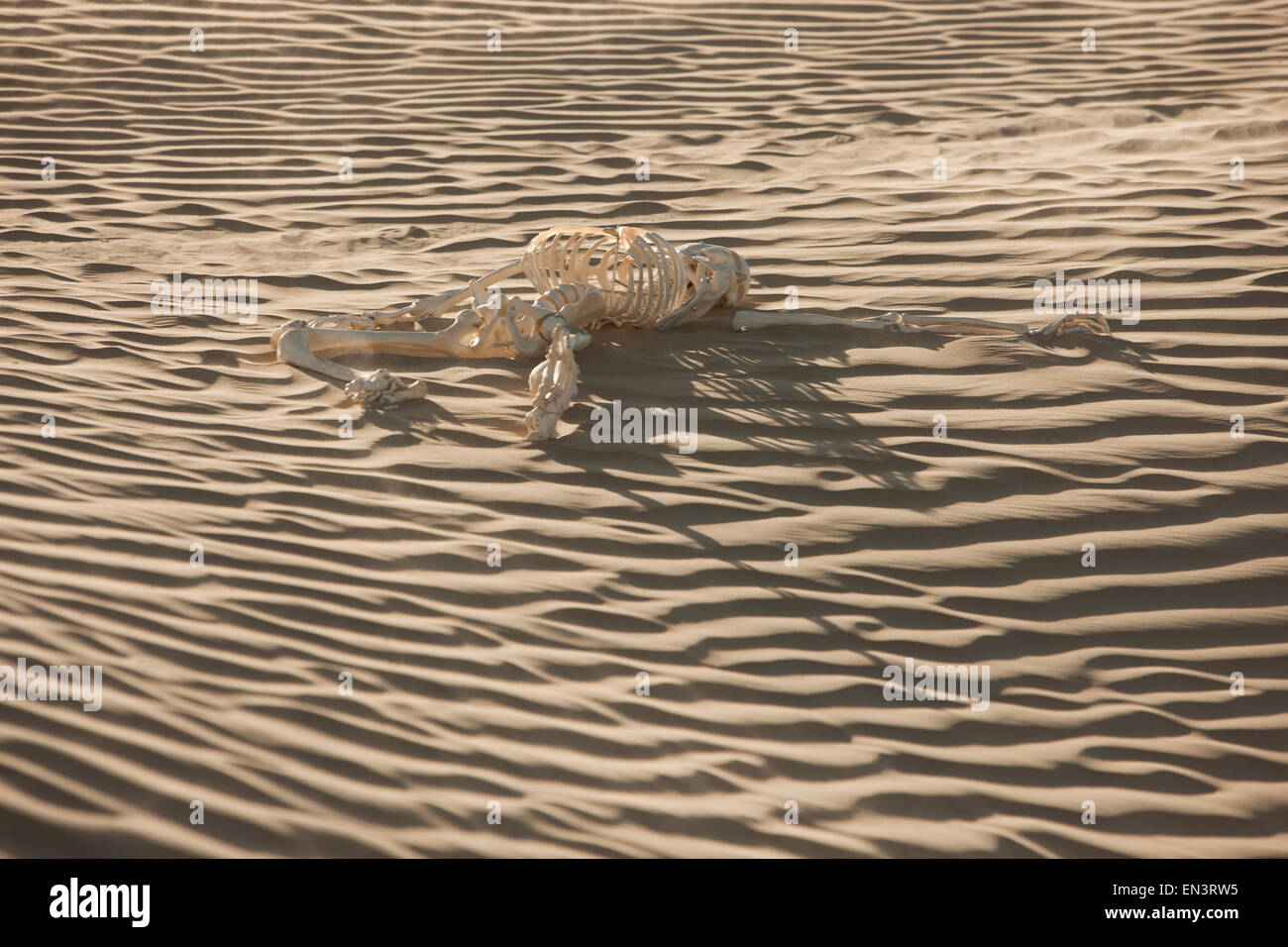 USA, Utah, Little Sahara, menschliches Skelett auf Wüste Stockfoto