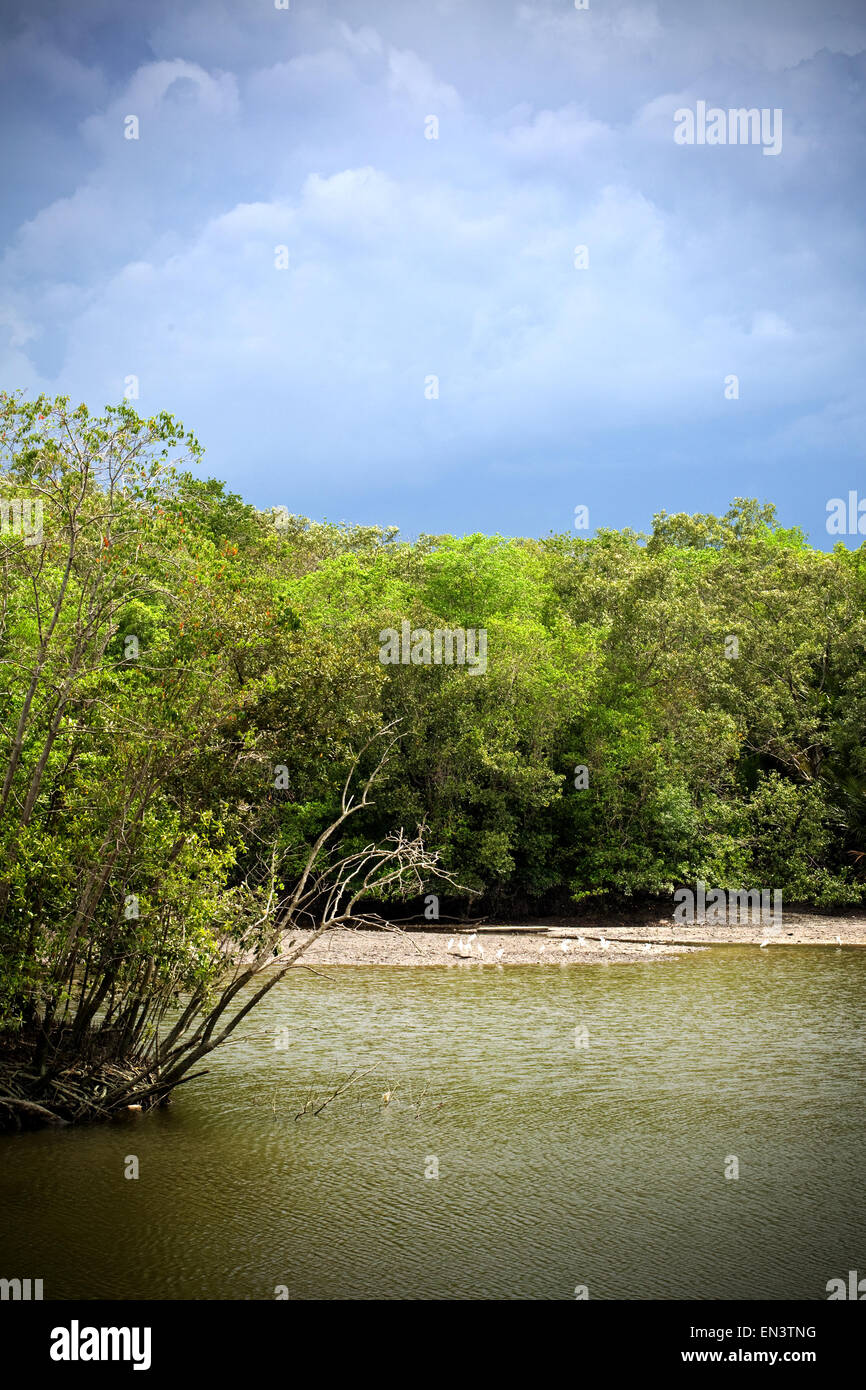 Sungai Buloh Wetland Reserve, Singapur. Stockfoto