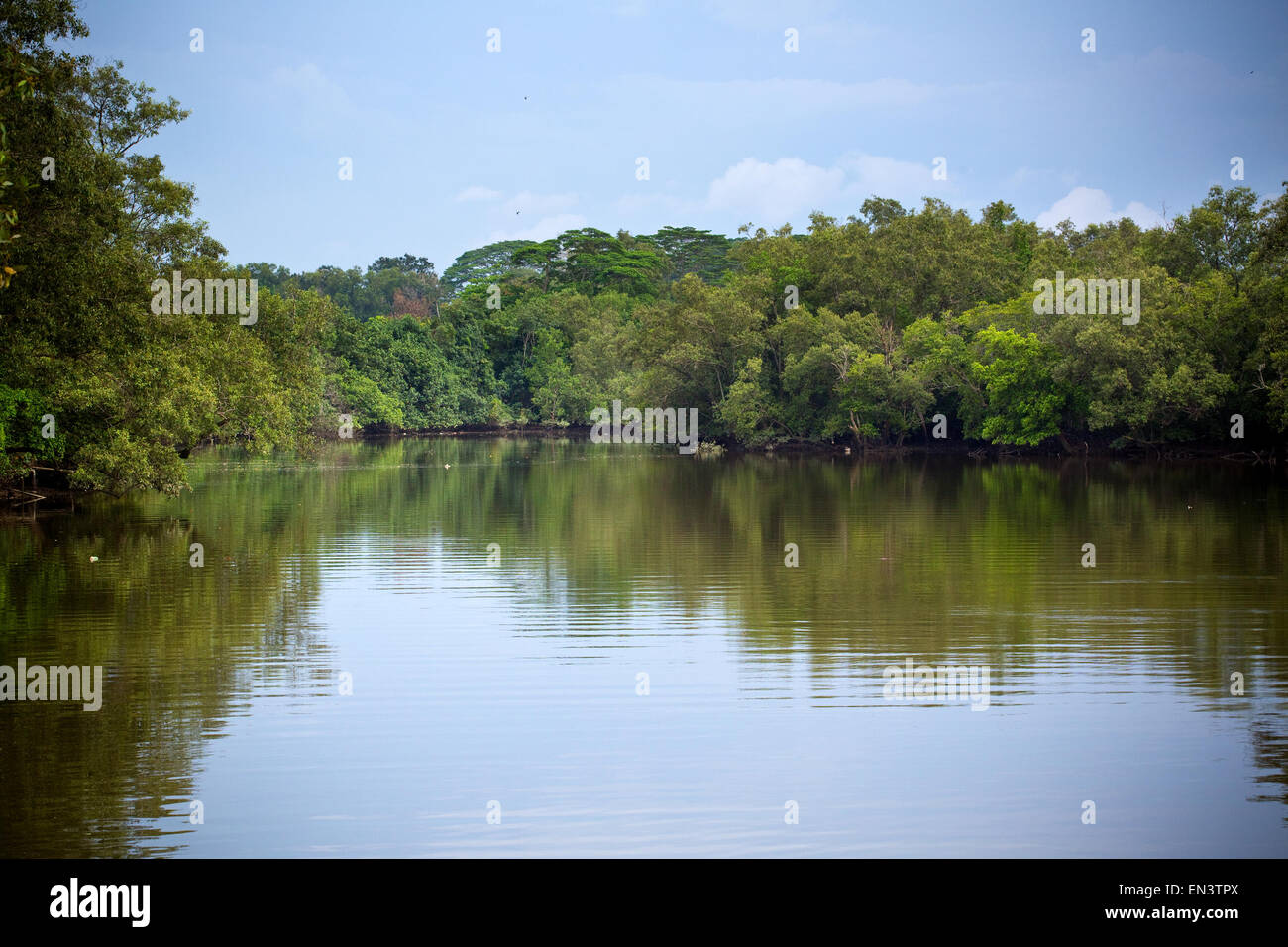 Sungai Buloh Wetland Reserve, Singapur. Stockfoto