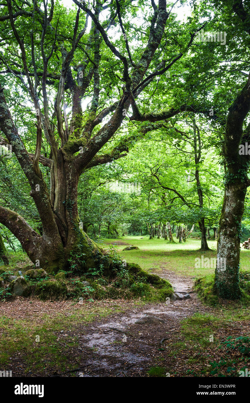 Wald-Spaziergang Stockfoto