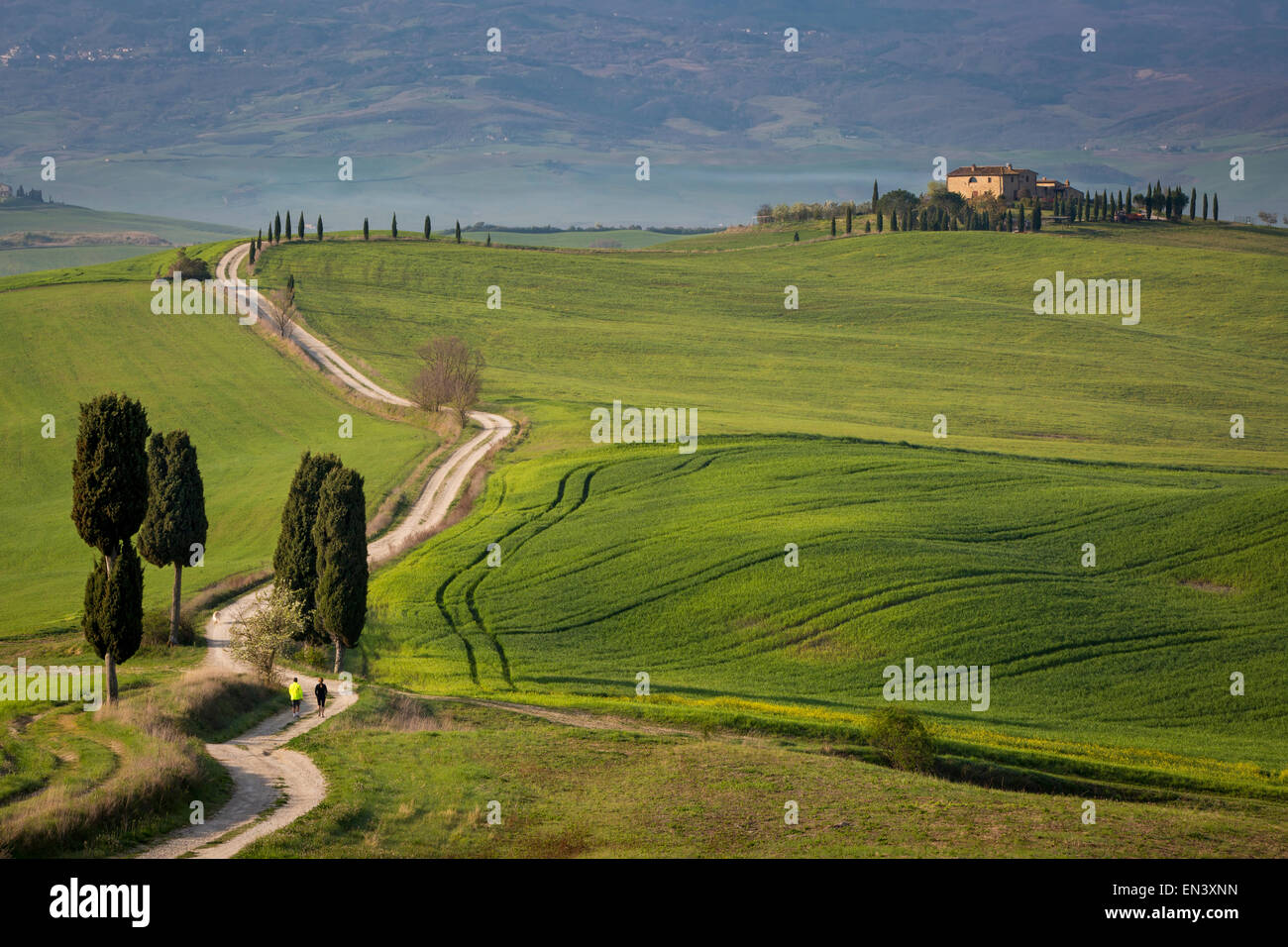 Zwei Menschen, die zu Fuß eine Zypresse gesäumten Weg zur Villa in der Nähe von Pienza, Toskana, Italien Stockfoto
