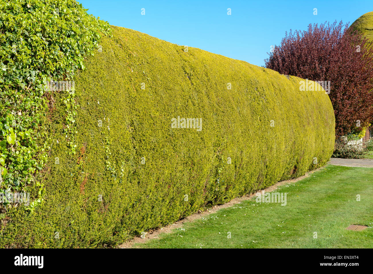 Ordentlicher rasen oder gras Fotos und Bildmaterial in hoher