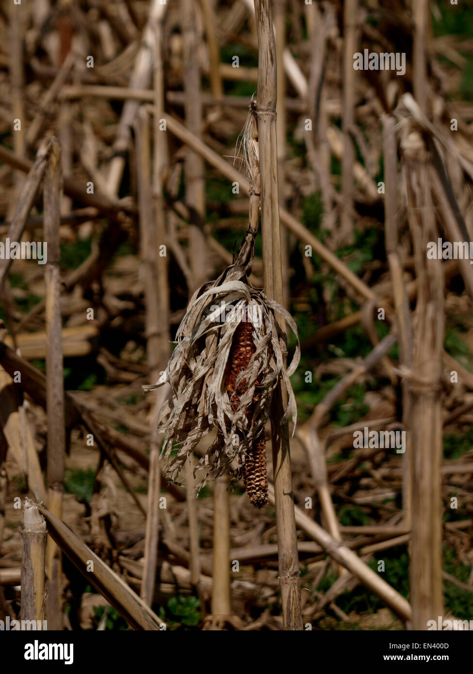 Alten getrocknet Mais Maiskolben auf einem Feld von Mais Stockfoto