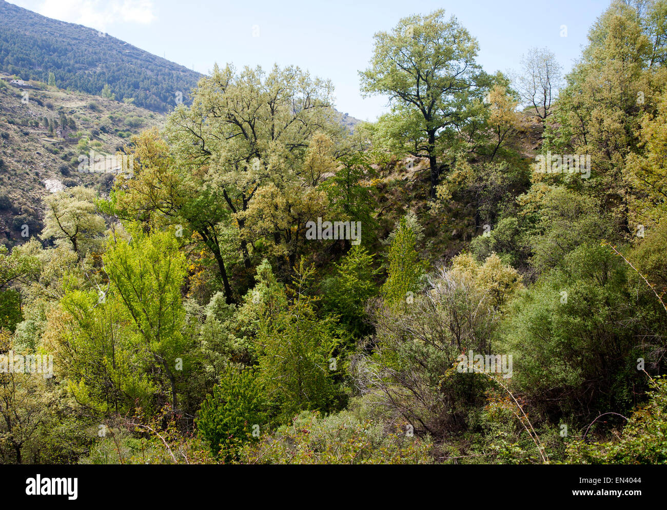 Landschaft des Flusses Rio Poqueira Schlucht Tal, hohe Alpujarras, Sierra Nevada, Provinz Granada, Spanien Stockfoto