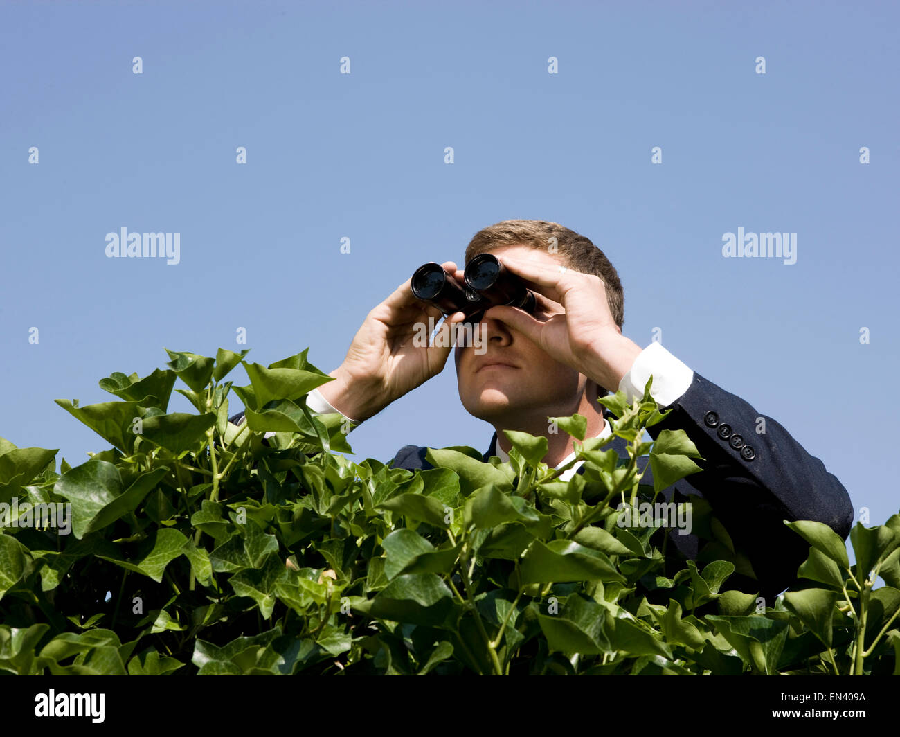 Mann auf der Suche über eine Hecke mit dem Fernglas Stockfoto
