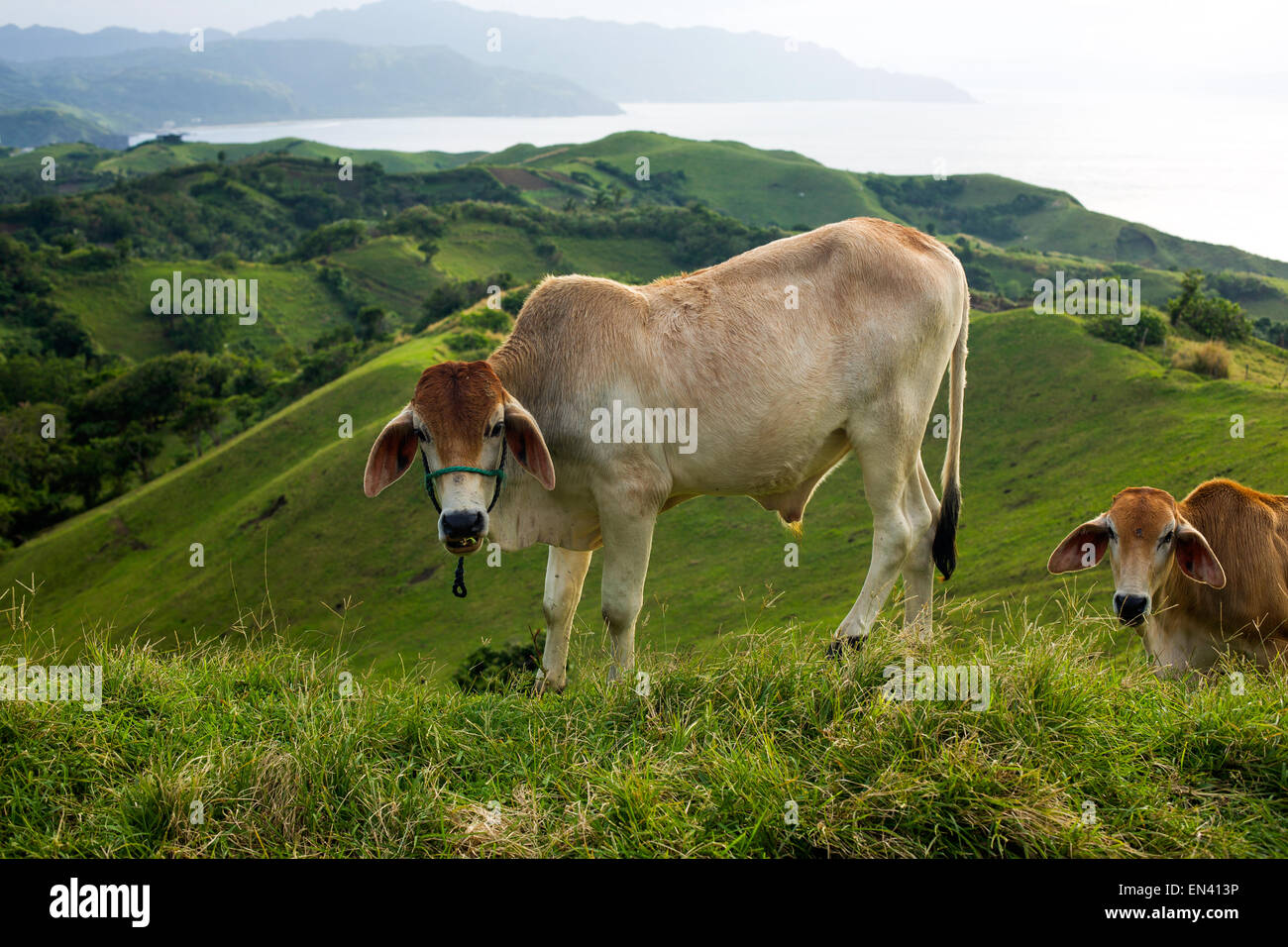 Rinder weiden am 16. Dezember 2014 offene Weiden mit Blick auf den Ozean auf der Insel Sabtang, Provinz Batanes, Philippinen, Stockfoto