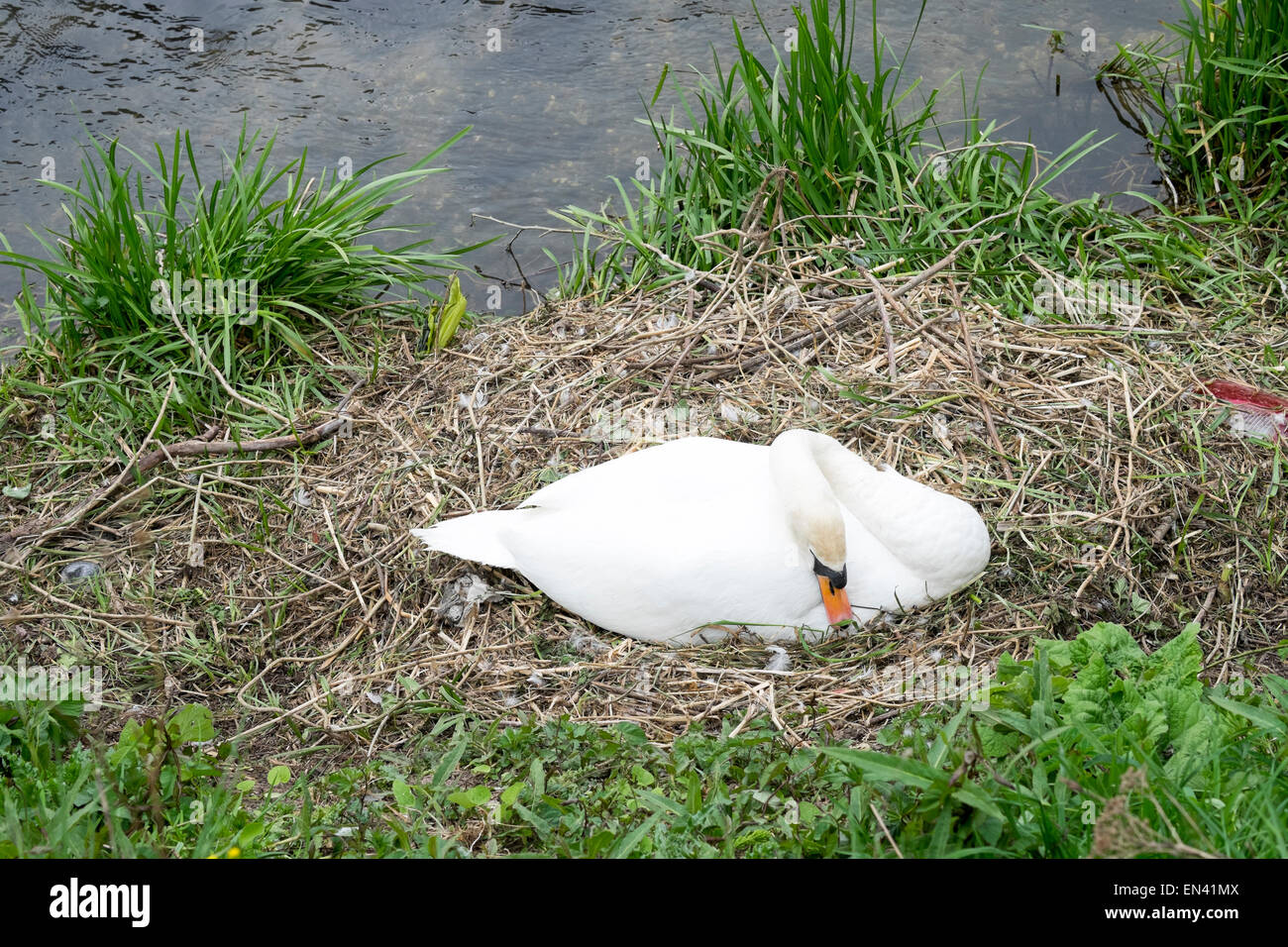 Sitzen auf Nest neben UK Fluss Swan Stockfoto