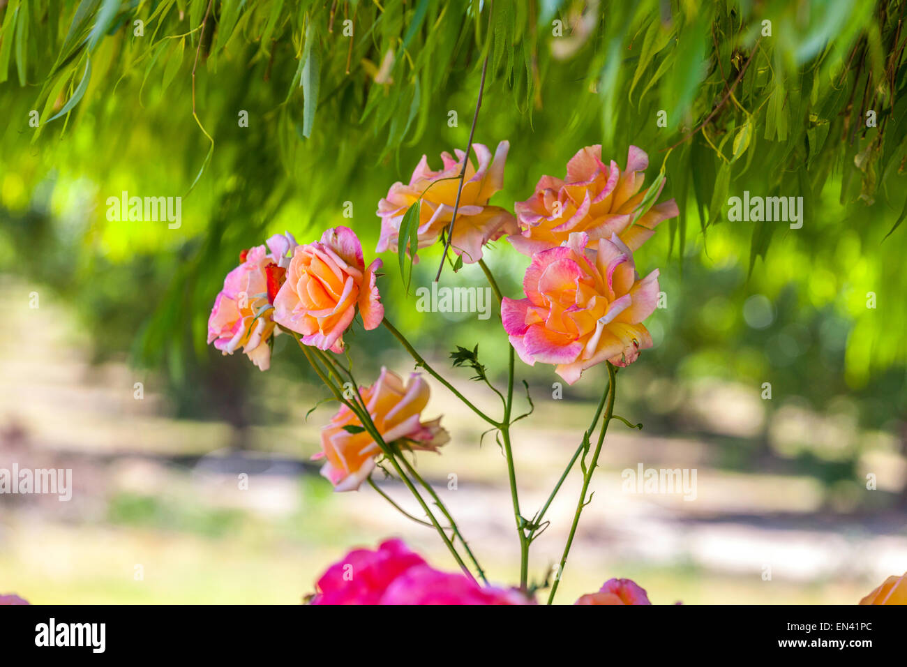 Joseph's Coat, eine gelbe, rosa und rote Rose in einem kalifornischen Garten Stockfoto