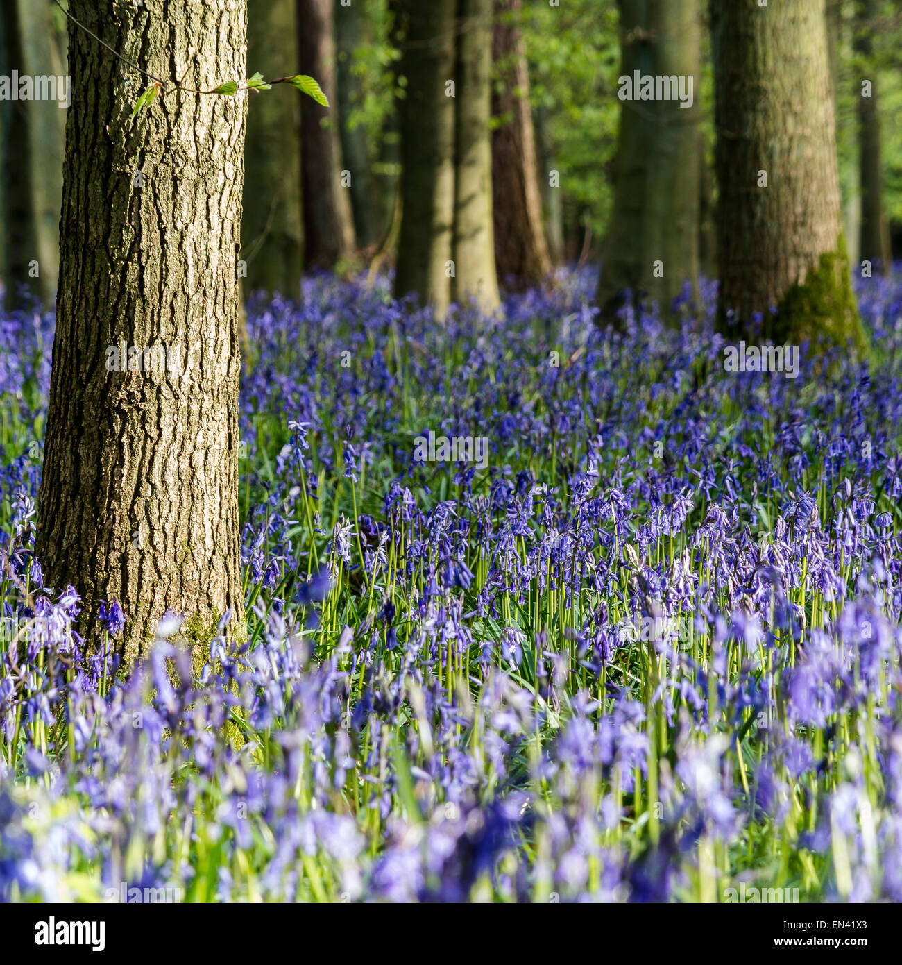 Woodland Frühling Glockenblumen Stockfoto