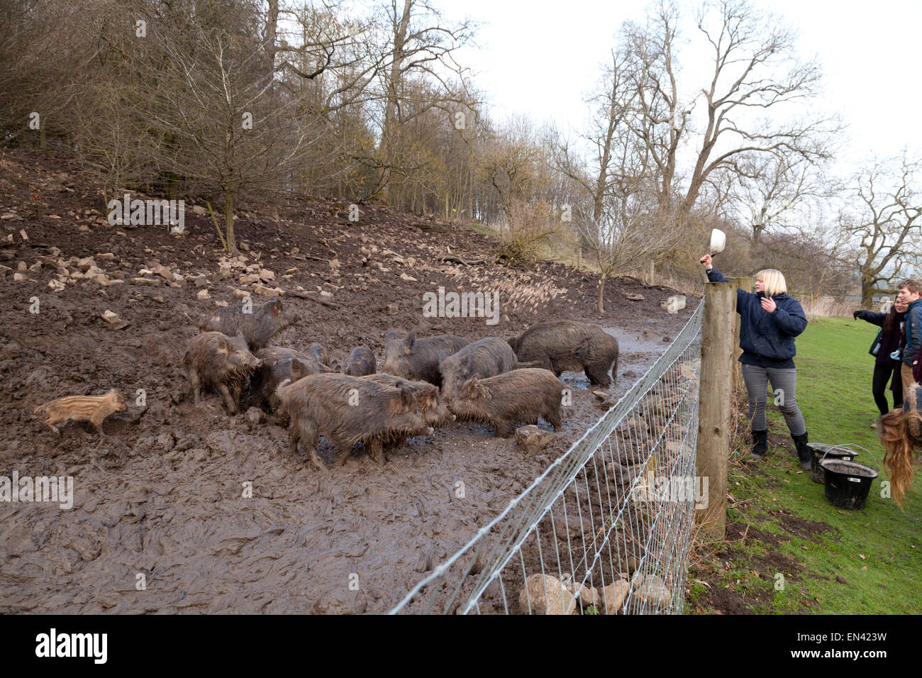 Fütterung gefangen Wildschweine bei Bolton Castle, Wensleydale, Yorkshire UK Stockfoto