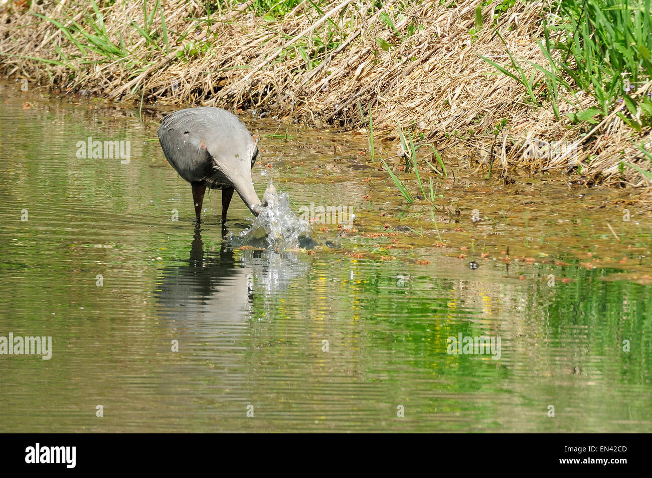 Great Blue Heron markante Kopf nach Fisch. (Ardea Herodias) Stockfoto