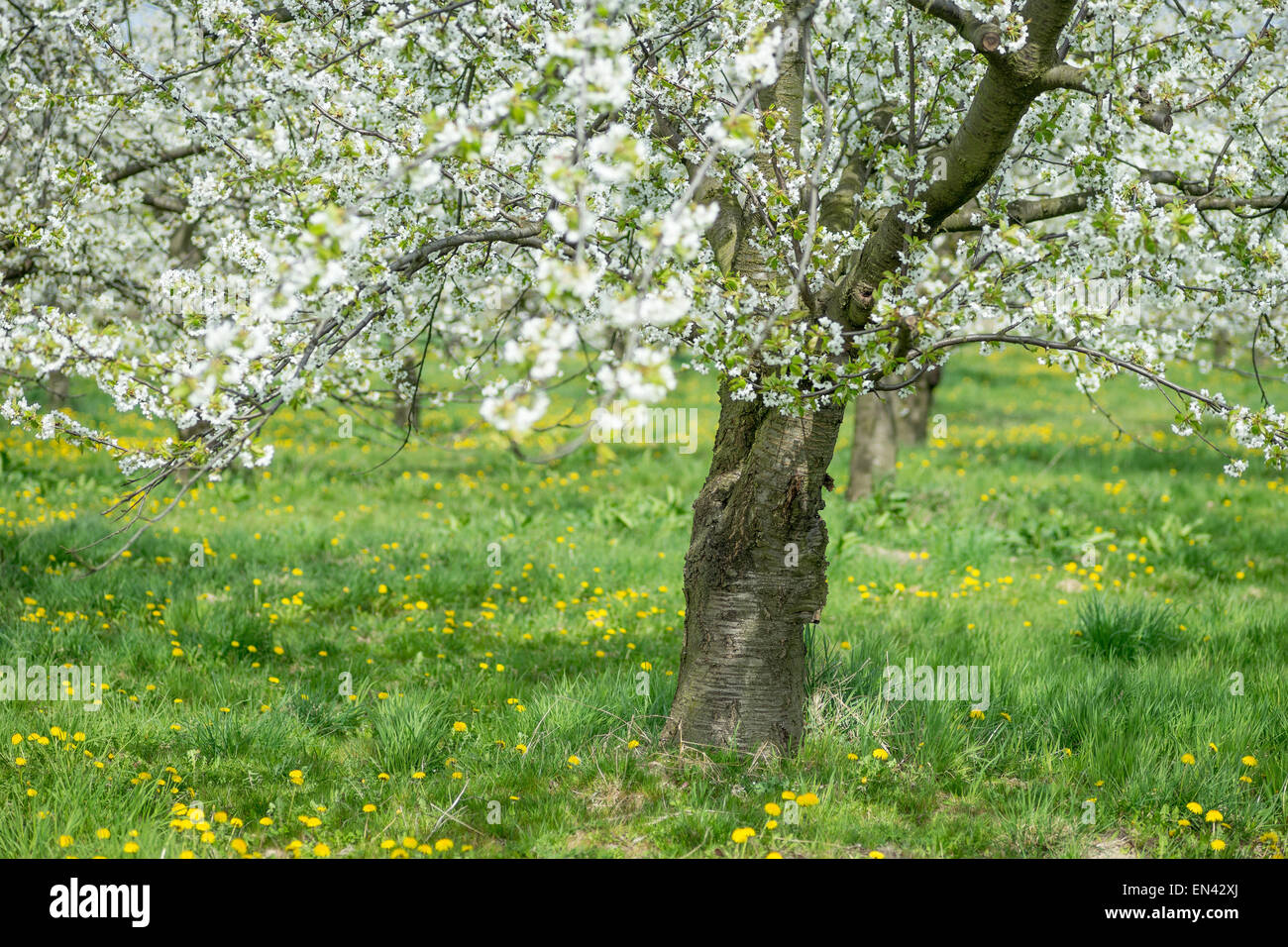 Blühenden alten Kirschbaum Sonnentag grünen Rasen Stockfoto