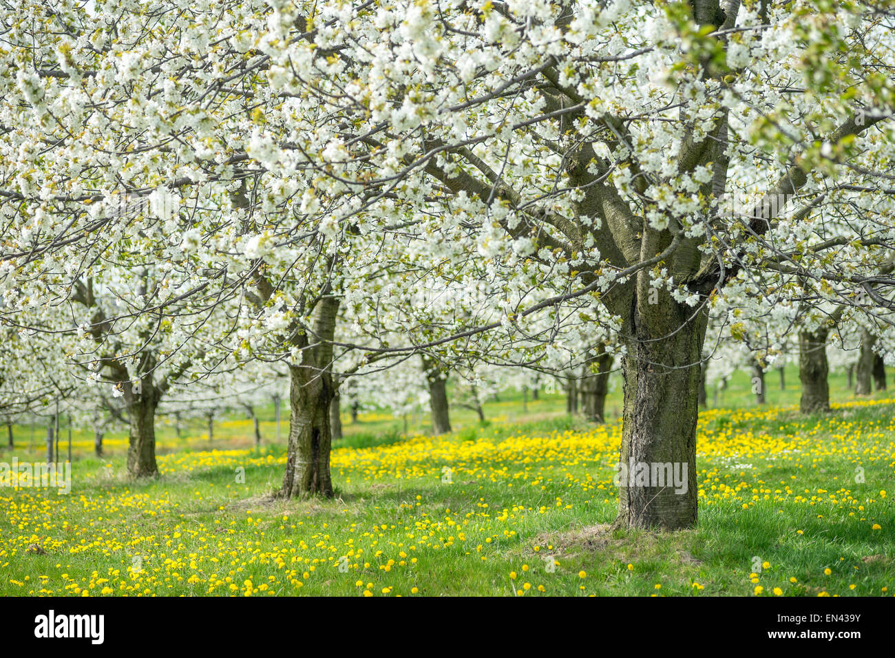 Blühende Kirschbäume Sonnentag grünen Rasen Obstgarten Stockfoto