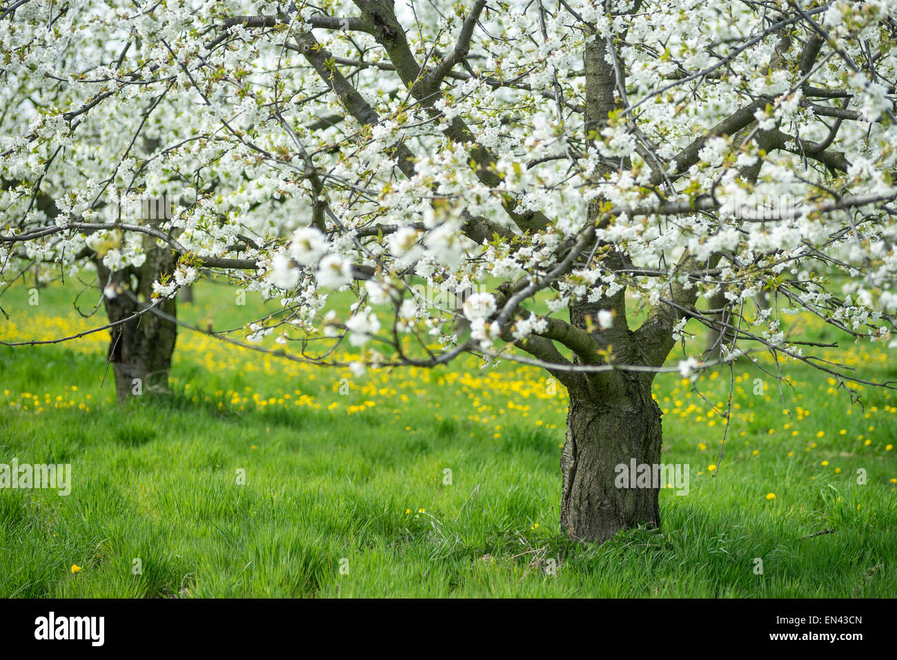 Blühenden alten Kirschbaum Sonnentag grünen Rasen Stockfoto