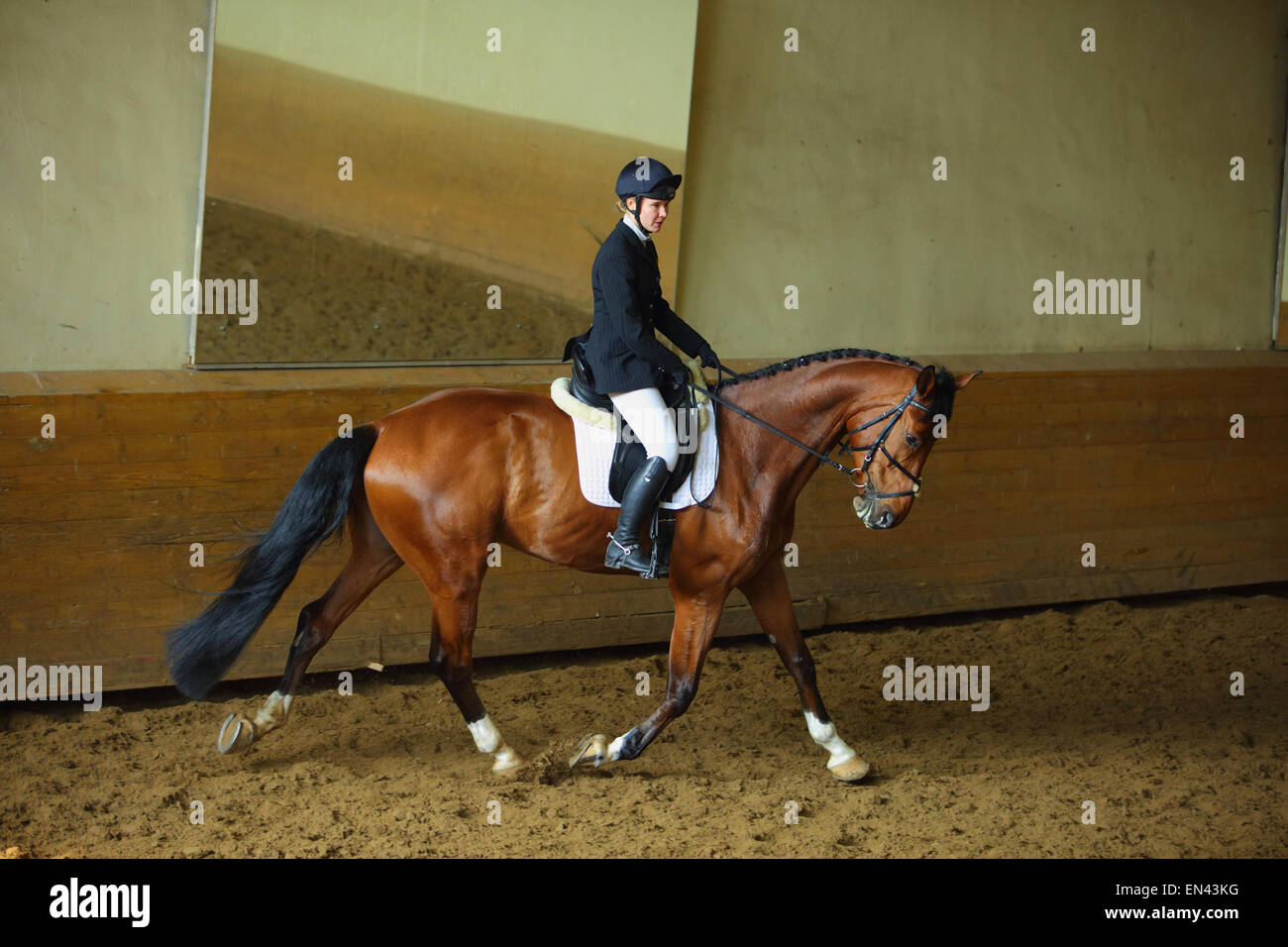 Frau in Dressur-Kostüm mit Warmblut Pferd Stockfoto