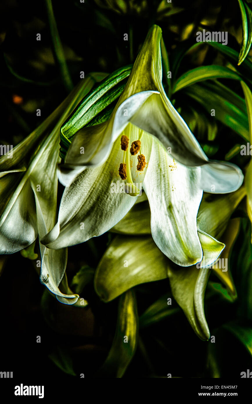 Eine stark hängende weiße Lilie, die Tiefe und Detail hat. Stockfoto