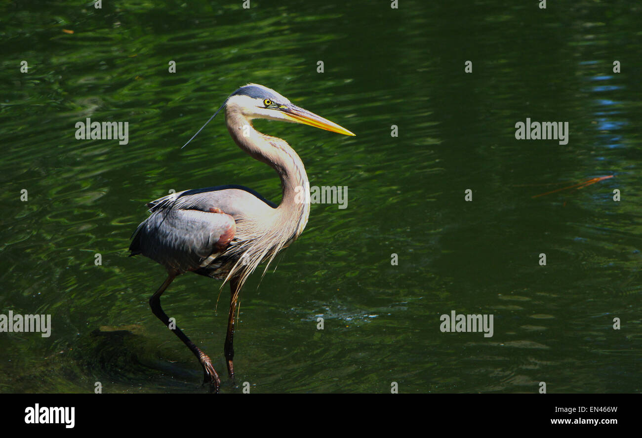 Great Blue Heron (Ardea Herodias), große waten Vogel, häufig nahe dem Ufer von der Küste von FLorida Stockfoto