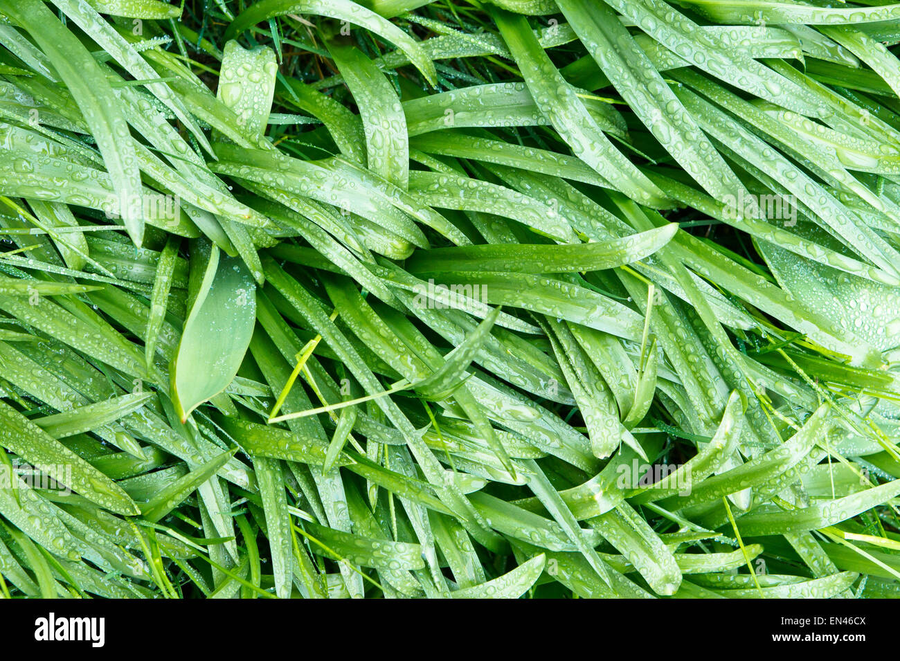 Frische Tautropfen auf grüne Grashalme Stockfoto