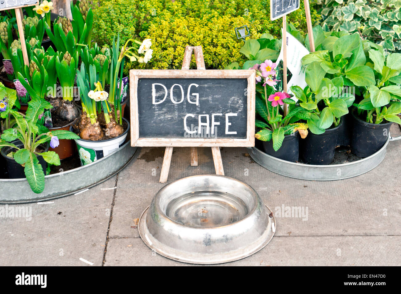 Ein Wassernapf für Hunde und ein Schild an einem Blumenladen im Vereinigten Königreich Stockfoto