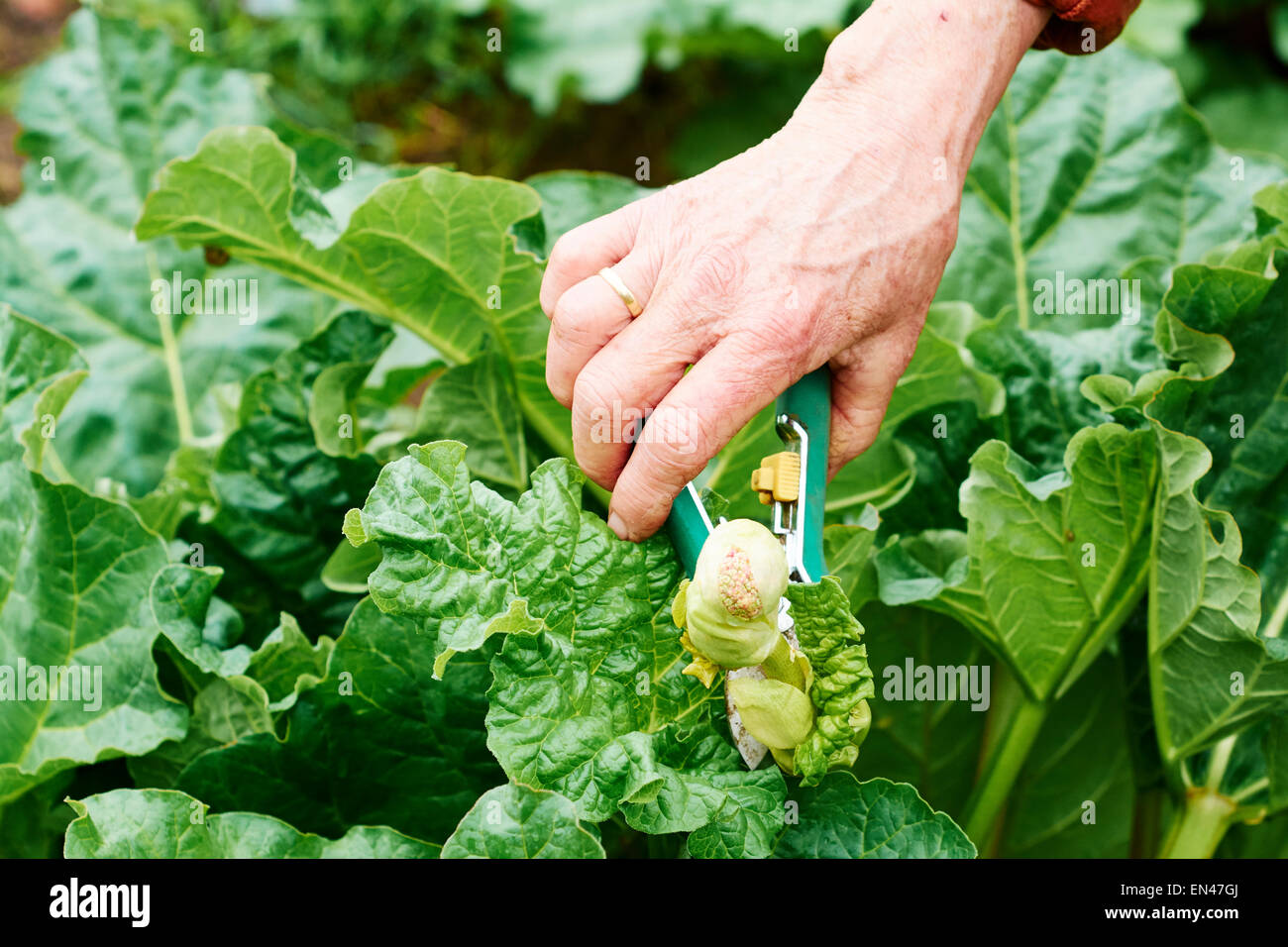 Gärtner, der den Blumenstiel einer Rhabarberpflanze schneidet, um bessere Ergebnisse zu erzielen. Stockfoto